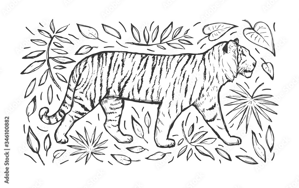 Fototapeta premium Tiger vector hand drawn sketch. Wild animal and leaves isolated on white background. Big cat. Black on white. Illustration for print, poster, card, cover, engraving