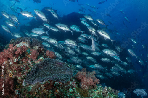 school of jack fish in similan national park thailand © polpich