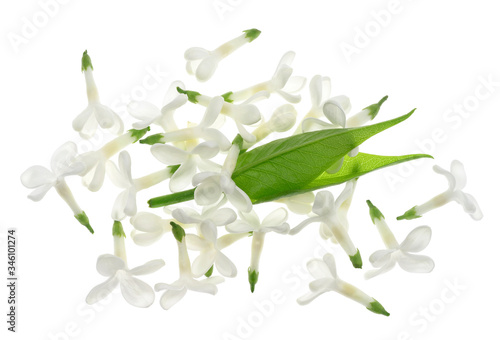 Wallpaper Mural leaves of a bush of flowers on a white background - Syringa vulgaris Torontodigital.ca