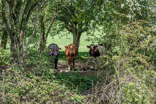 Cows in British countryside