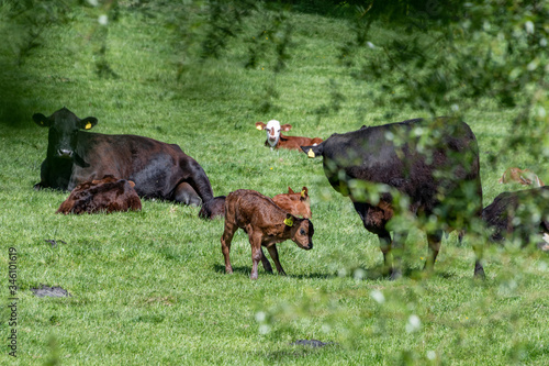 British cows