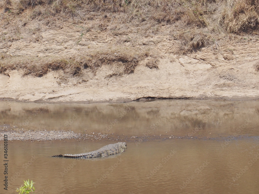 Crocodiles lurking in the river, Safari, Game Drive, Maasai Mara, Kenya Crocodiles lurking in the river, Safari, Game Drive, Maasai Mara, Kenya