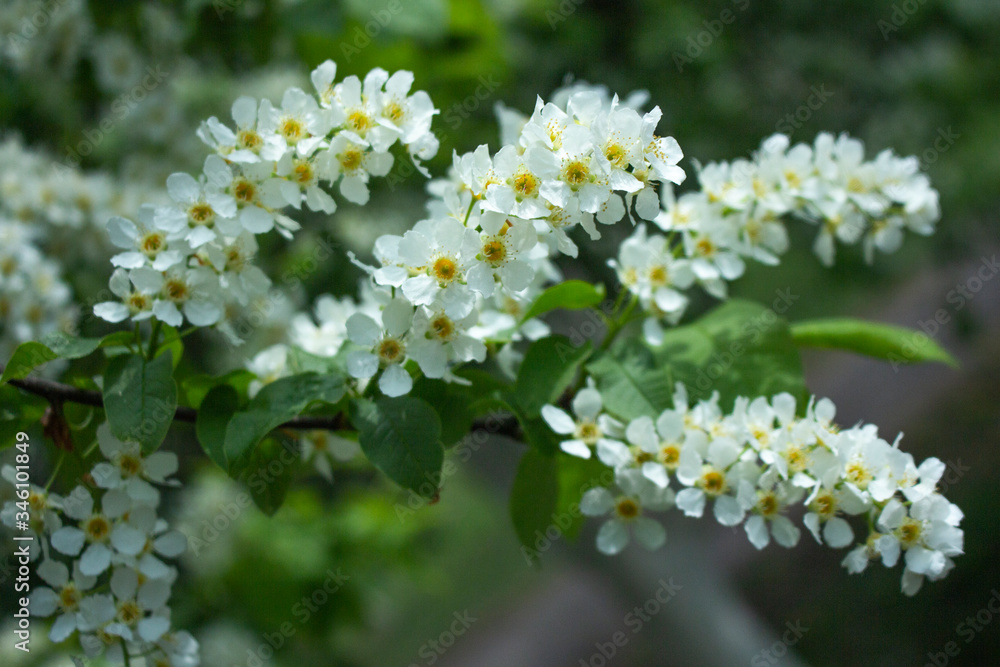 white flowers of a tree blossoms white flowers of a tree blossoms