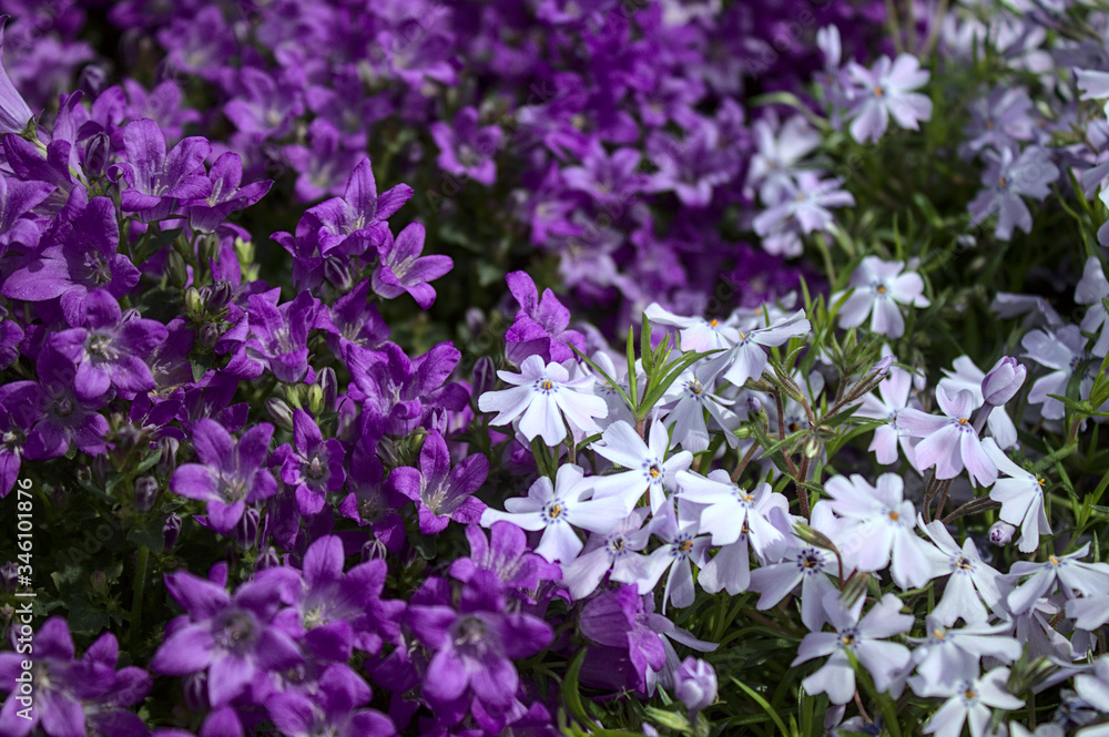 Obraz premium Glockenblumen und Phlox