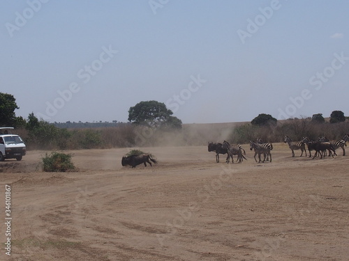 Animals rushing to the river, Safari, Game Drive, Maasai Mara, Kenya