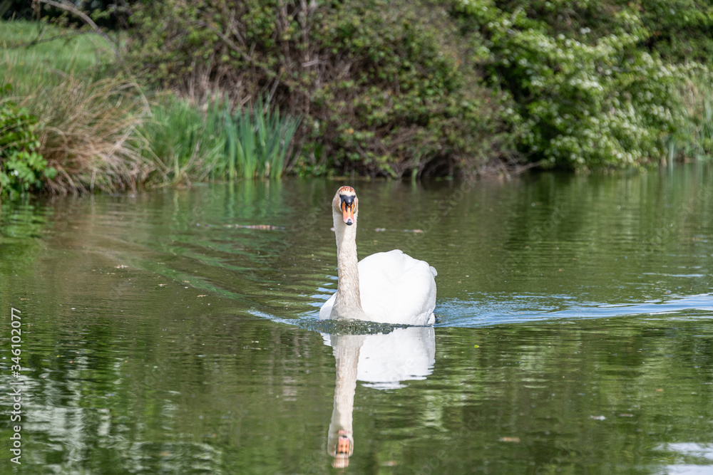 custom made wallpaper toronto digitalSwan on the countryside canal