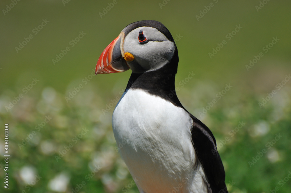 Face to face with Atlantic puffin Fratercula arctica Face to face with Atlantic puffin Fratercula arctica