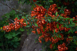 japonica bush Red flowers quince