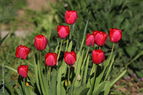 Beautifully blooming tulips in spring in the garden