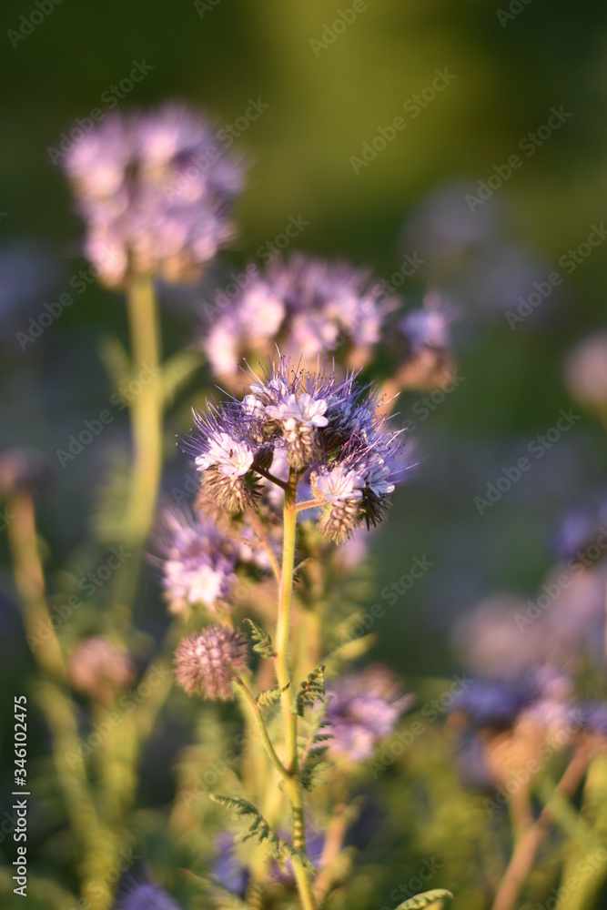 Obraz premium Rainfarn-Phazelie (Phacelia tanacetifolia)