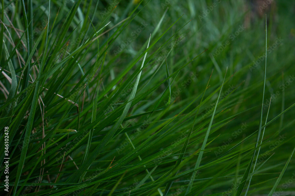 green grass background green grass background