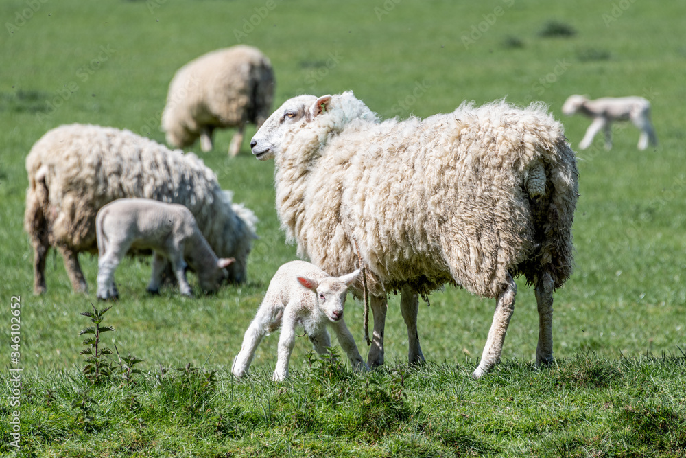 Sheep in Spring Sheep in Spring