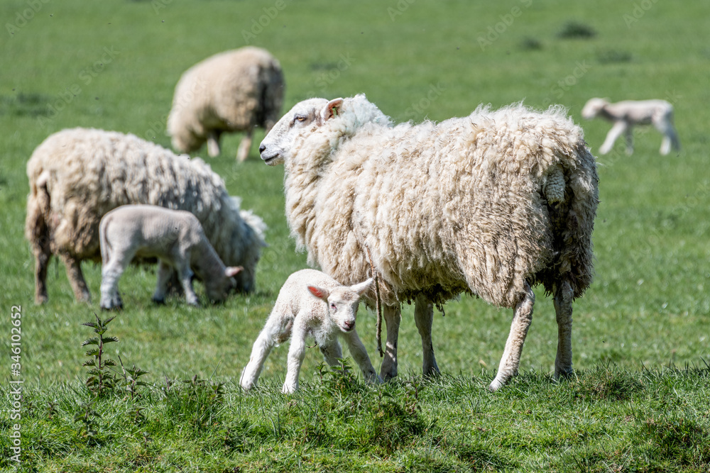 Sheep in Spring