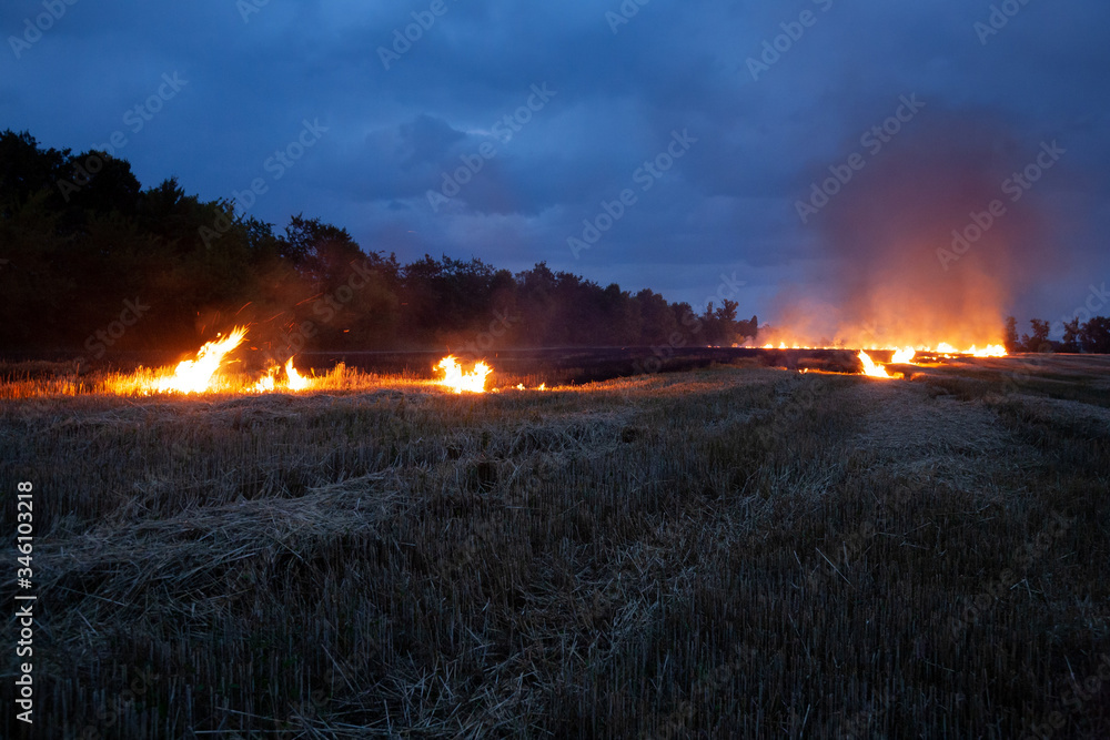 Fototapeta premium Evening fire on a field with dry grass. Dry wheat burns at night. Thunderclouds in the background.