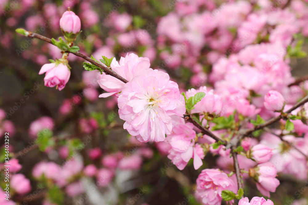 Fototapeta premium Pink flowering almonds in the spring , Altai, Russia