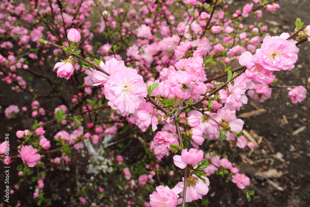 Pink flowering almonds in the spring , Altai, Russia Pink flowering almonds in the spring , Altai, Russia