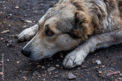 portrait of a dog alabai