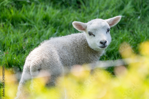 Sheep in springtime