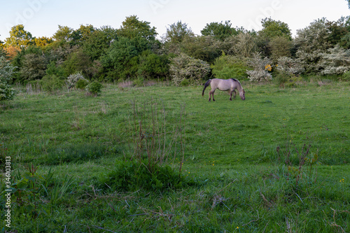 Konik breed horses grazing during sunset in the natural park Eijser Beemden (english Eijser Beemden) alongside the river Meuse as part of a natural ecology system in this area photo