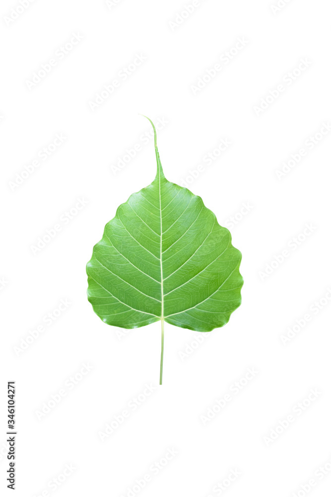 Fototapeta premium Isolated ficus religiosa or sacred fig leaf with clipping paths