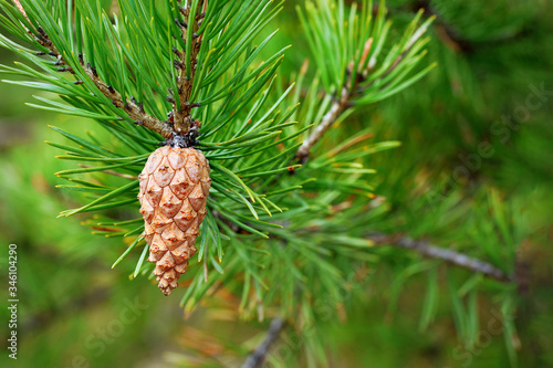 pine cone on branch with copy space