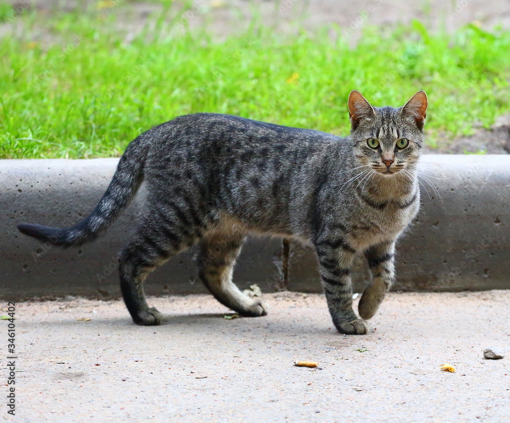 Obraz premium Gray cat at the curb lawn with green