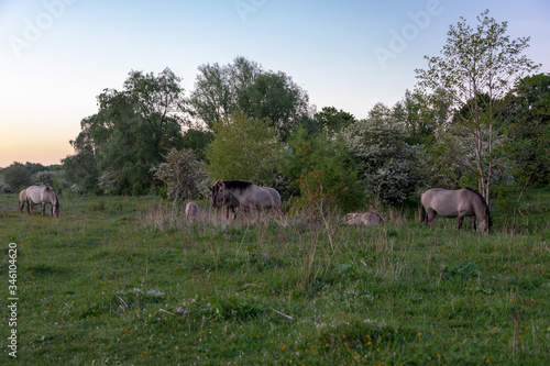 Konik breed horses grazing during sunset in the natural park Eijser Beemden  english Eijser Beemden  alongside the river Meuse as part of a natural ecology system in this area