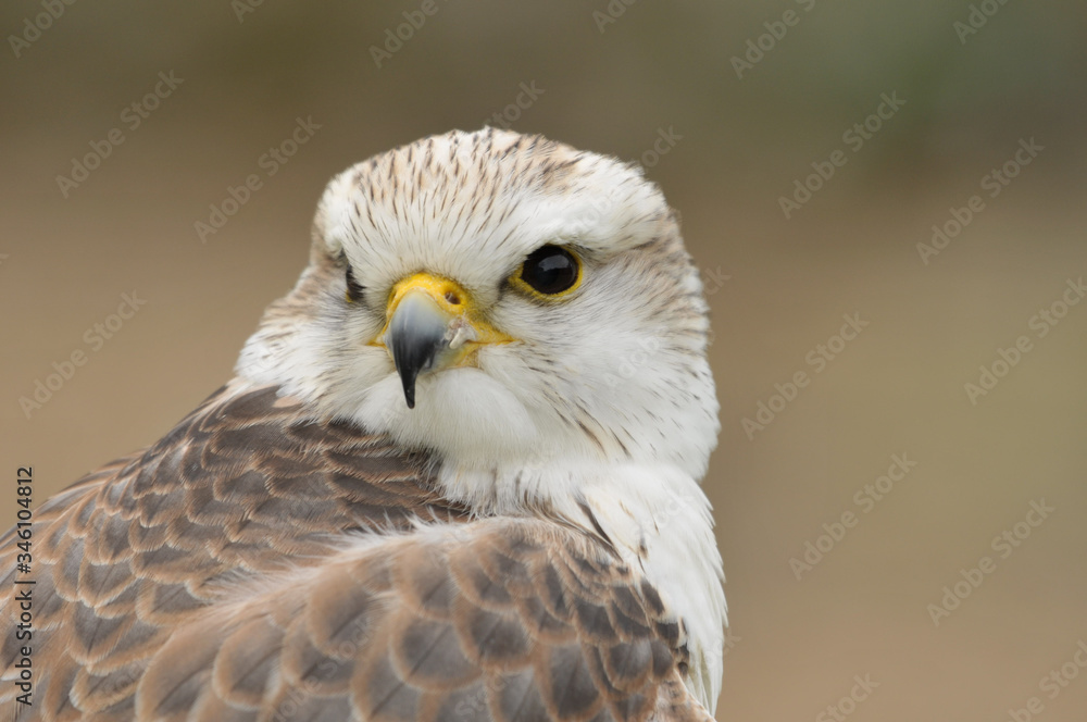Obraz premium Saker falcon Falco cherrug portrait 