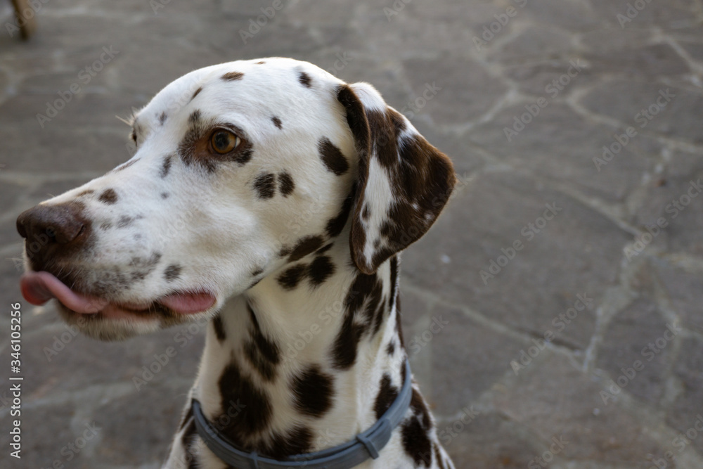 Cane Dalmata in posa per delle fotografie, spera di ricevere cibo e coccole