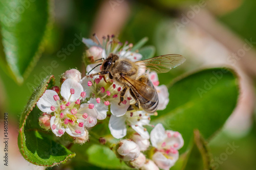 Closeup view of Honey bee on a blooming Aronia flowers in the spring morning.