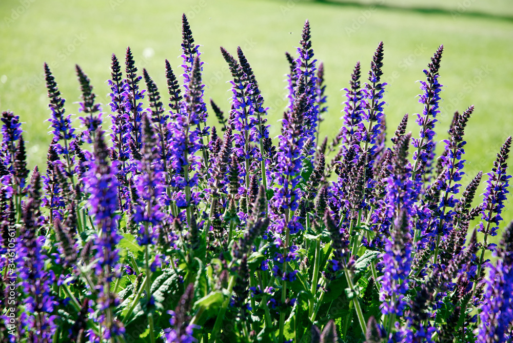 Naklejka premium Kolorowe piękno kwiatów sezonowych