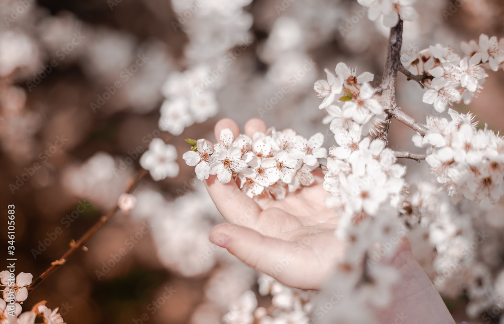 White cherry flowers in children's hands close-up. Spring photo. Caring for nature and love. White cherry flowers in children's hands close-up. Spring photo. Caring for nature and love.