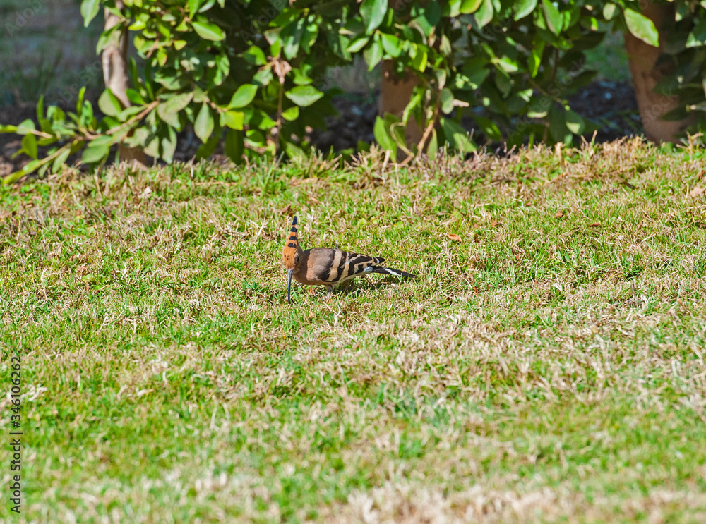 Hoopoe bird stood feeding in garden Hoopoe bird stood feeding in garden