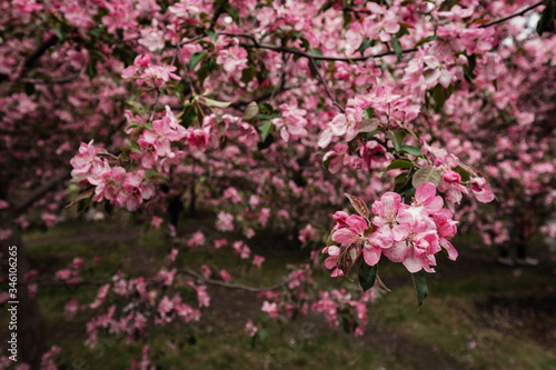 Pink flowers of Apple trees in the spring in Kolomenskoye Park in Moscow