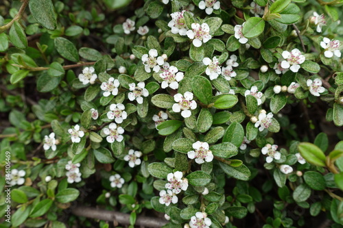 White flowers in the leafage of Cotoneaster horizontalis in May