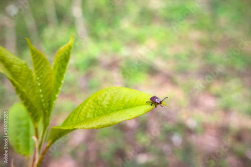 Close up of American dog tick waiting on plant leaf in nature. These arachnids a most active in spring and can be careers of Lyme disease or encephalitis