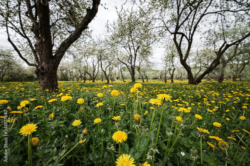 flowering apple trees among a field of dandelions.