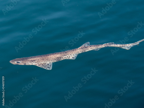 dogfish scyliorhinus canicula on sea surface outdoor