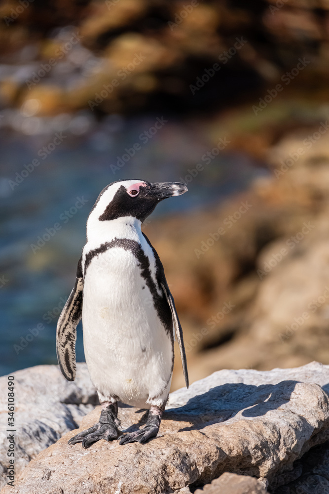 Naklejka premium Jackass Penguin