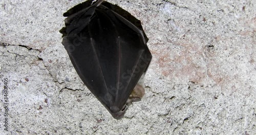 Greater Horseshoe Bat 4k Rhinolophus ferrumequinum