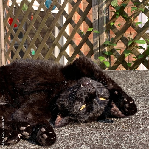 Black cat upside down on shed roof playing in the sunshine