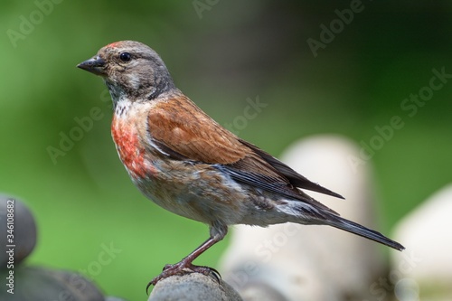 Photos Linnet, Carduelis cannabina, male on stone at bird's watering hole