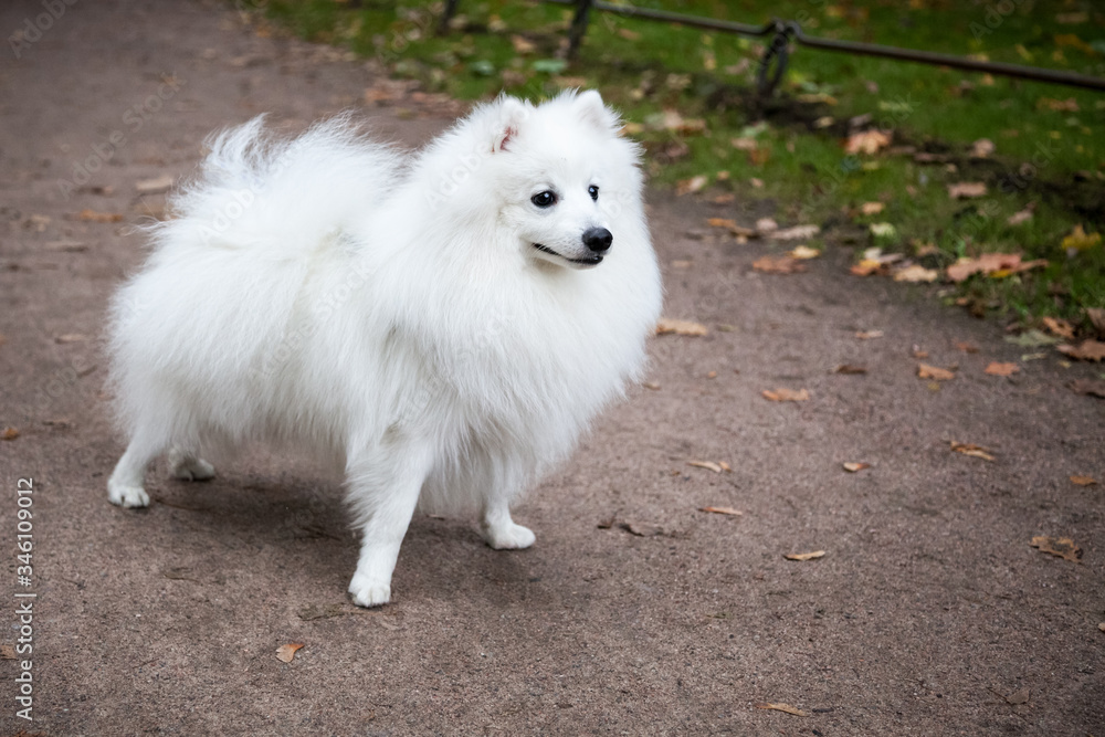 White Japanese Pomeranian walks in the Park on the path White Japanese Pomeranian walks in the Park on the path