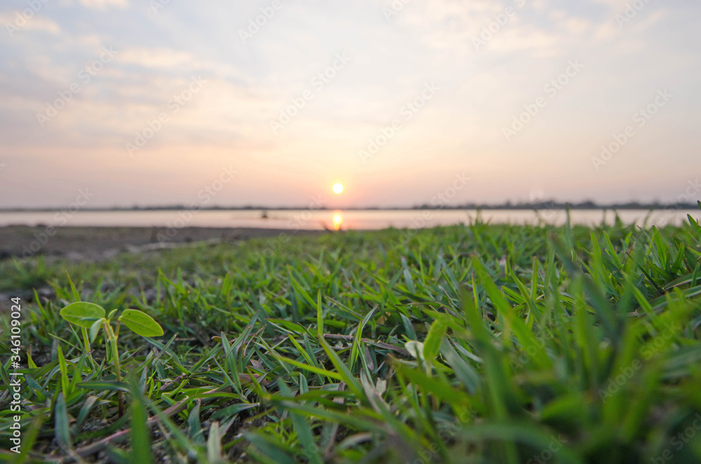Fresh green grass beside the lake in the evening Fresh green grass beside the lake in the evening