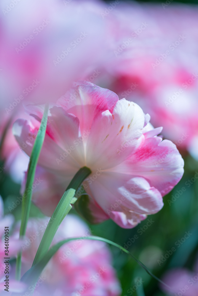Colorful beauty of seasonal blossom flowers Colorful beauty of seasonal blossom flowers
