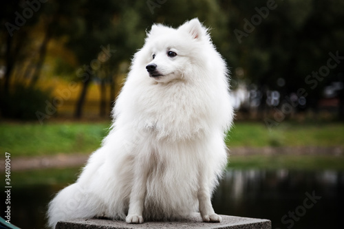 White furry Japanese Pomeranian sits in the Park © tenrec
