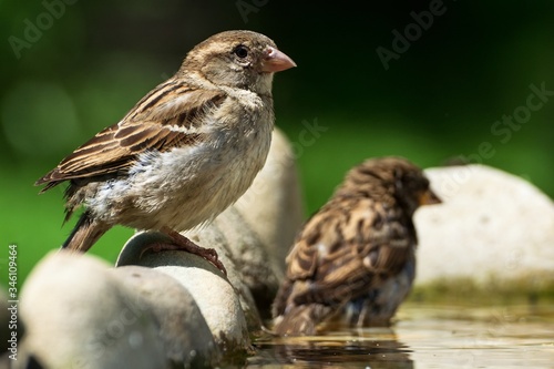 Two young sparrows at bird's watering hole. Czechia. Europe.