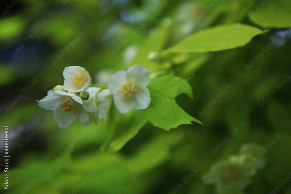 Fiori bianchi e profumati di un cespuglio di Cornus Alba Aurea in primavera: dettagli in primo piano Fiori bianchi e profumati di un cespuglio di Cornus Alba Aurea in primavera: dettagli in primo piano