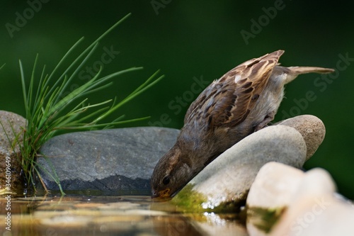  Young sparrow drinks water from bird's waterhole. Czechia. Europe.