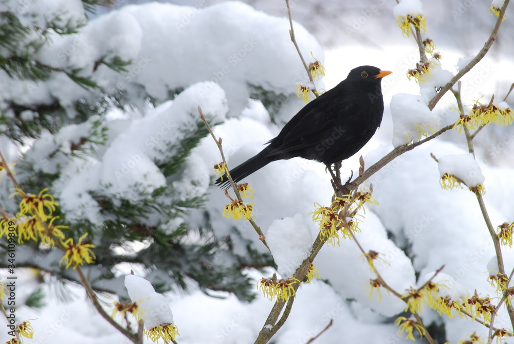 Obraz premium Gartenvögel im Winter